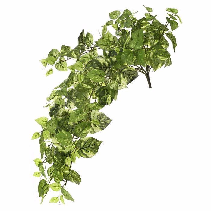 Iliadis Riza Prasinada Pothos 80cm me 213 Fulla 73882